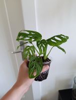 Monstera Adansonii 