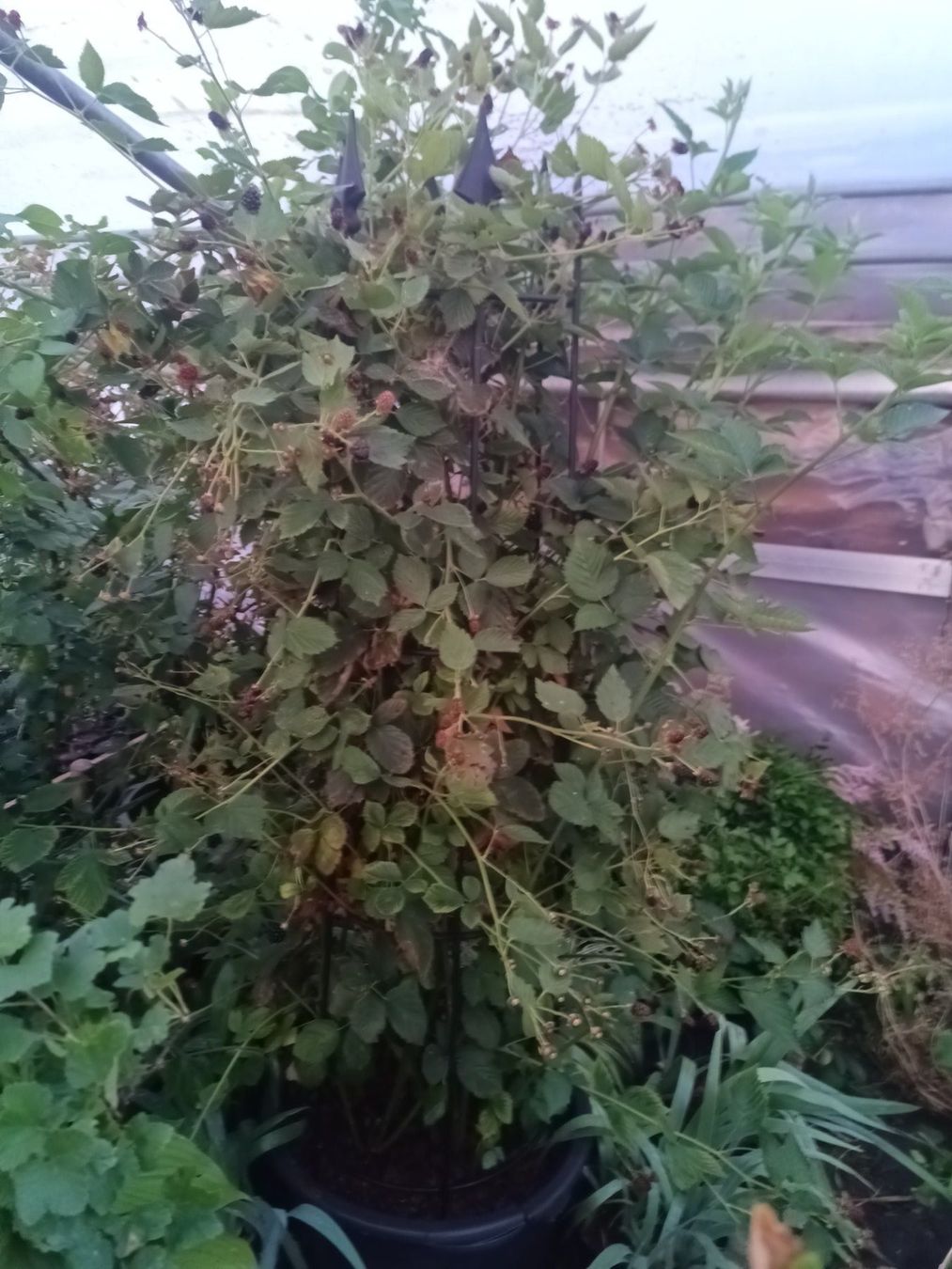 Plantes & graines: Stachellose Brombeere – D'occasion à Zug par SirGoldFish
