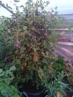 Stachellose Brombeere
