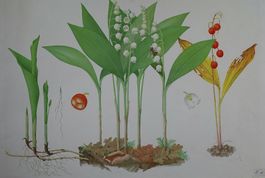 Schulwandbild, Wandbild, Lehrbild "Maiglöckchen" Marta Seitz