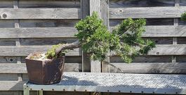 Sabina Wacholder Bonsai-Rohling 