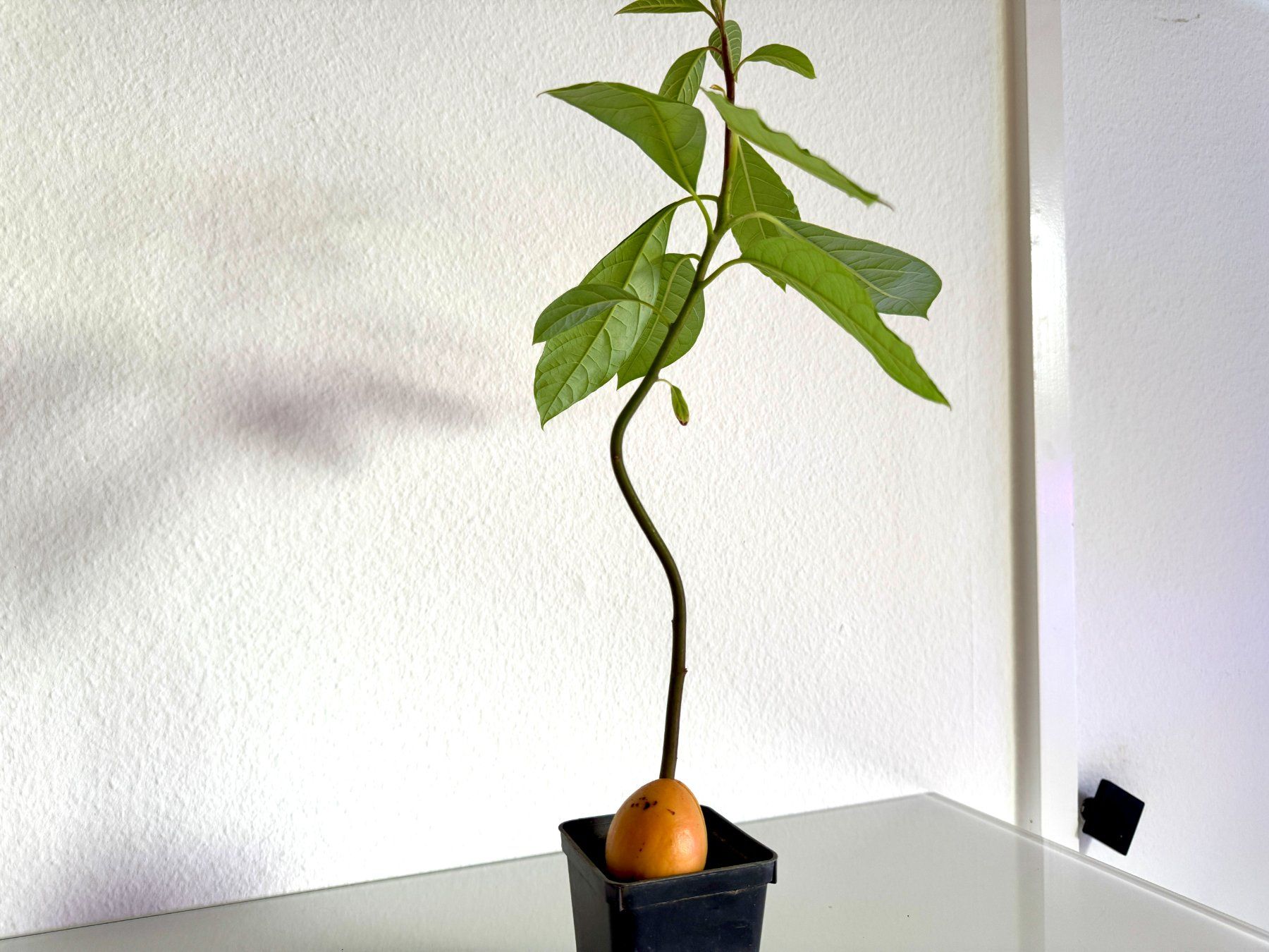 Piante & sementi: Avocado Baum (jungpflanze) – Usato da Schlieren venduto da Edgar_k 5