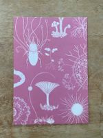 AK neu Illustration Pilz Royal Botanic Gardens Fungarium