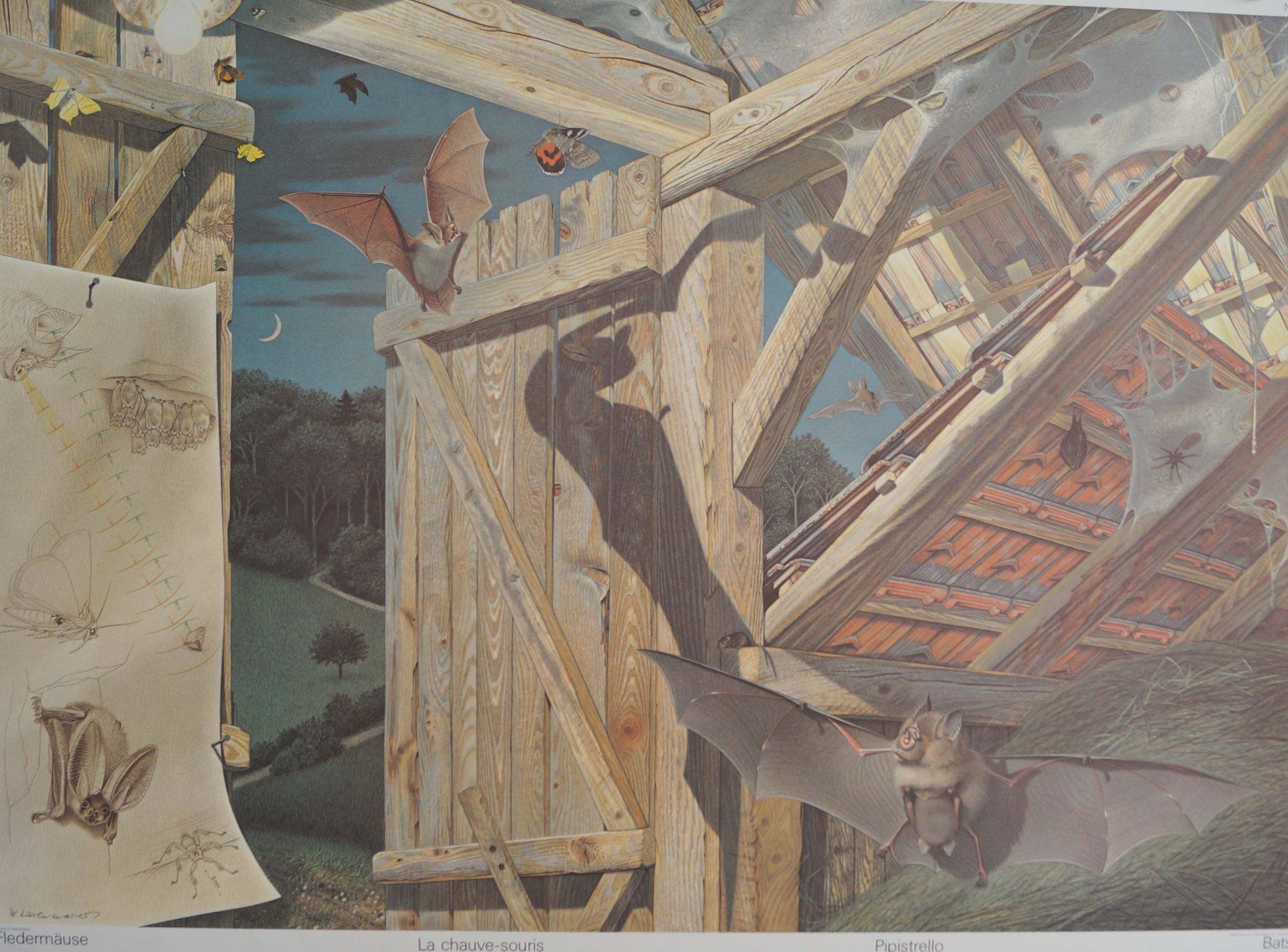 Poster & Bilder: Schulwandbild "Fledermäuse" Walter Linsenmaier Fledermaus – Gebraucht aus Härkingen von sammelbecken