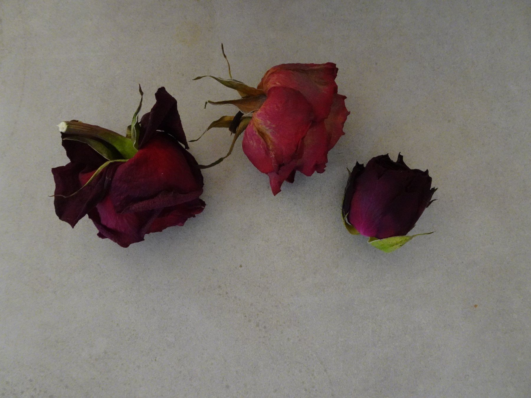 Alle Dekorationen: 637 Gramm echte, getrocknete Rosen-Köpfe - 250819 – Gebraucht aus Küssnacht am Rigi von Good4Deckeli 1