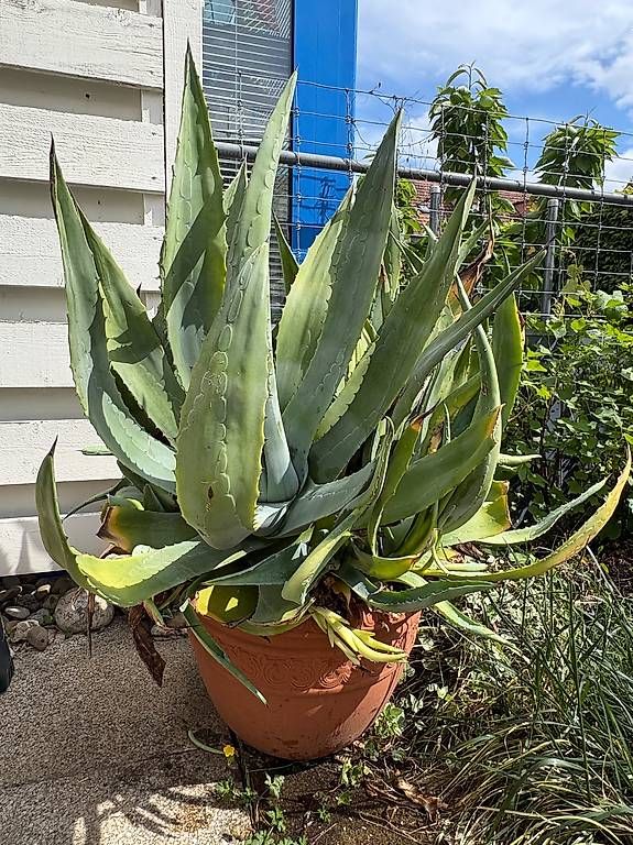 Piante & sementi: Riesige Agave – Usato da Zürich venduto da Ginia84 1