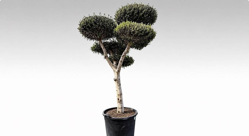 Piante & sementi: Olivenbaum "Pom-Pom 23 – Nuovo e nell'imballaggio originale da Zuckenriet venduto da Thur_Plant