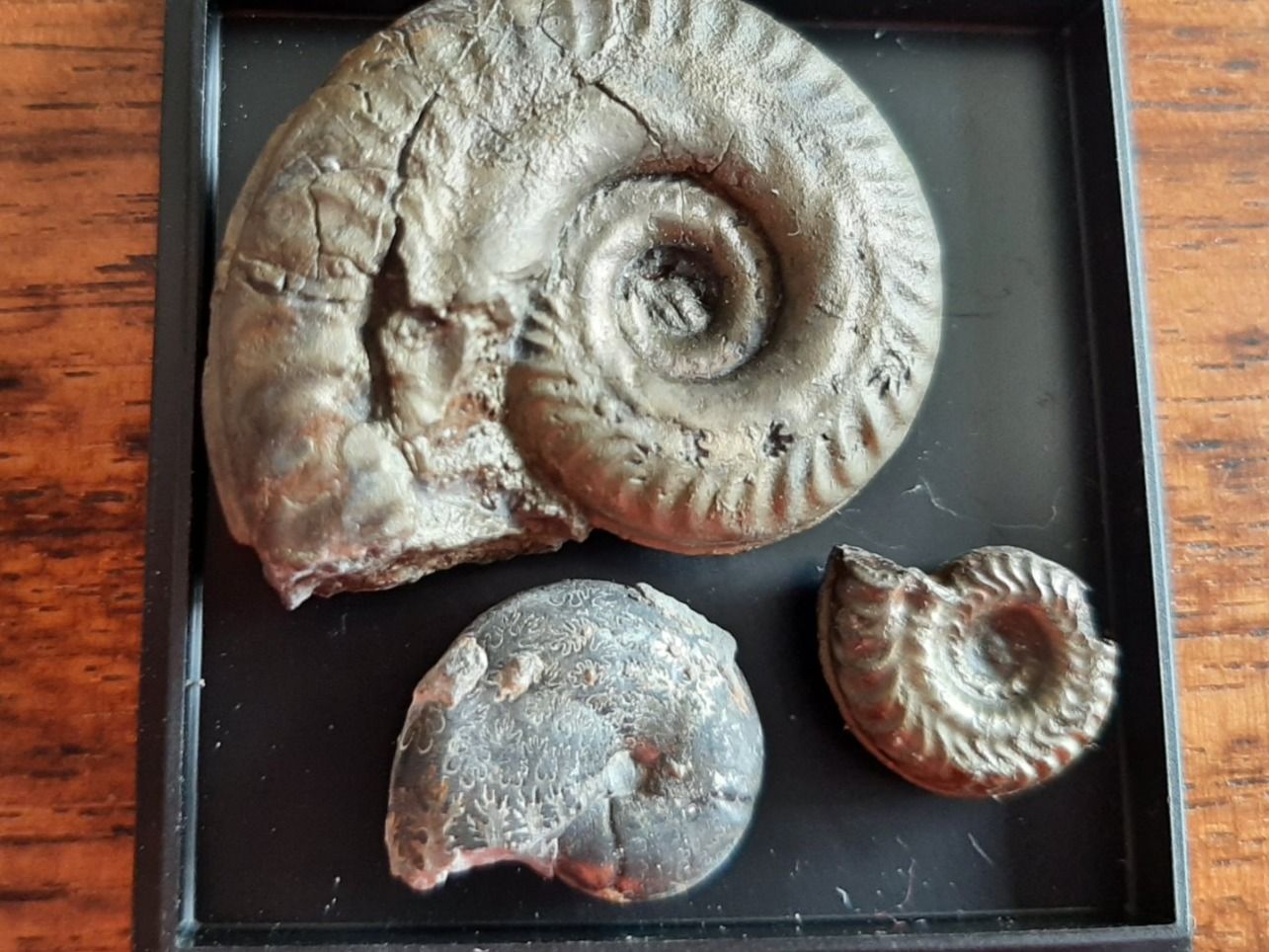 Fossili: Pyrit Ammoniten Frankreich – Usato da Rickenbach BL venduto da Oktober68 4