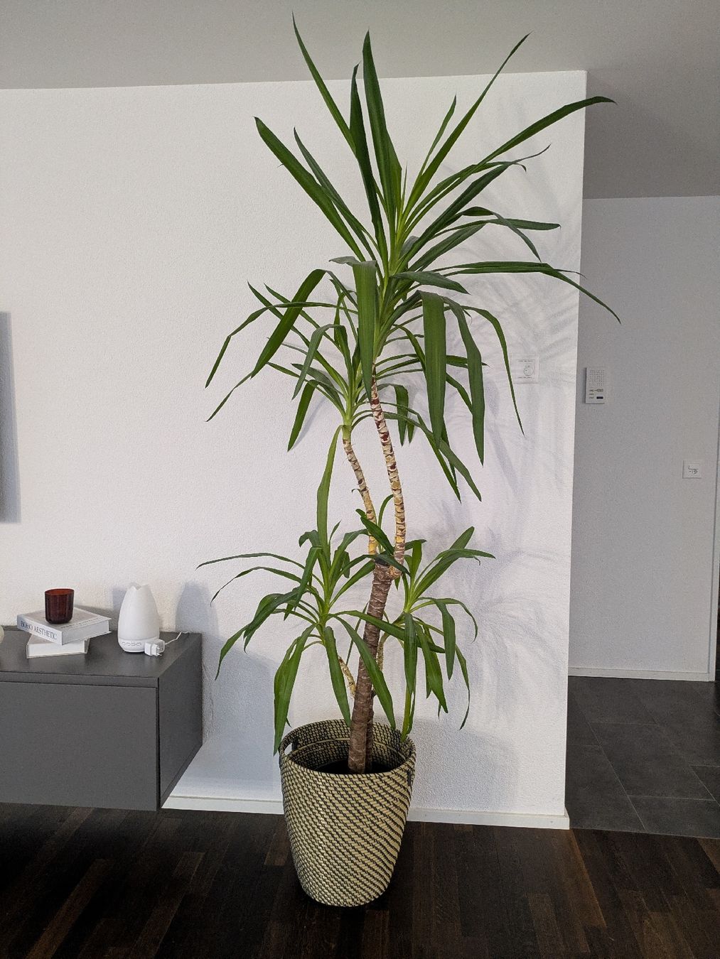 Pflanzen & Samen: Yucca Palme – Gebraucht aus Sirnach von ratano