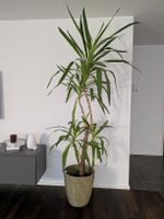 Yucca Palme