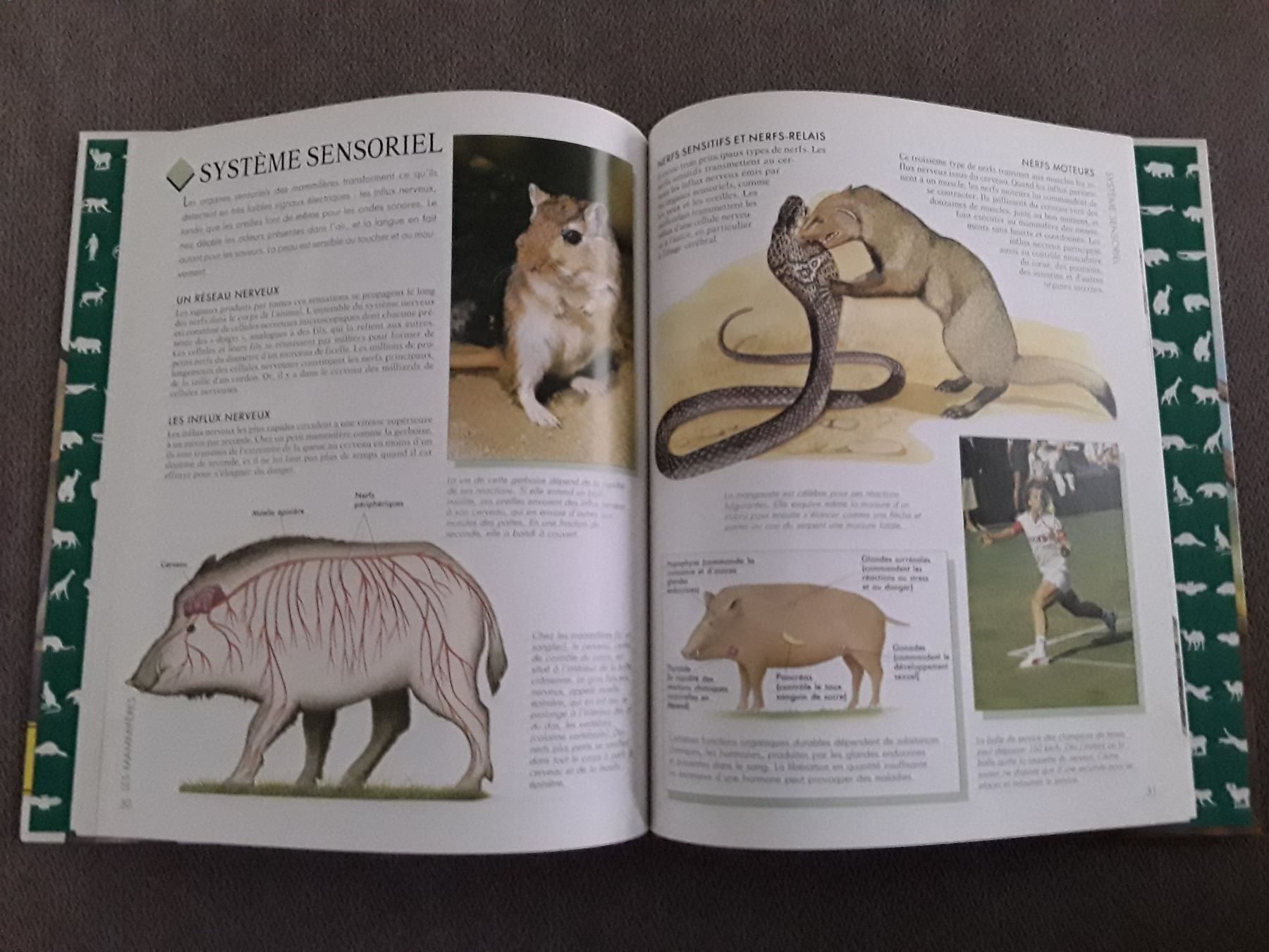 Fumetti: Chez les mammifères / Planète Terre – Usato da Courgenay venduto da Romano-Athletics 2