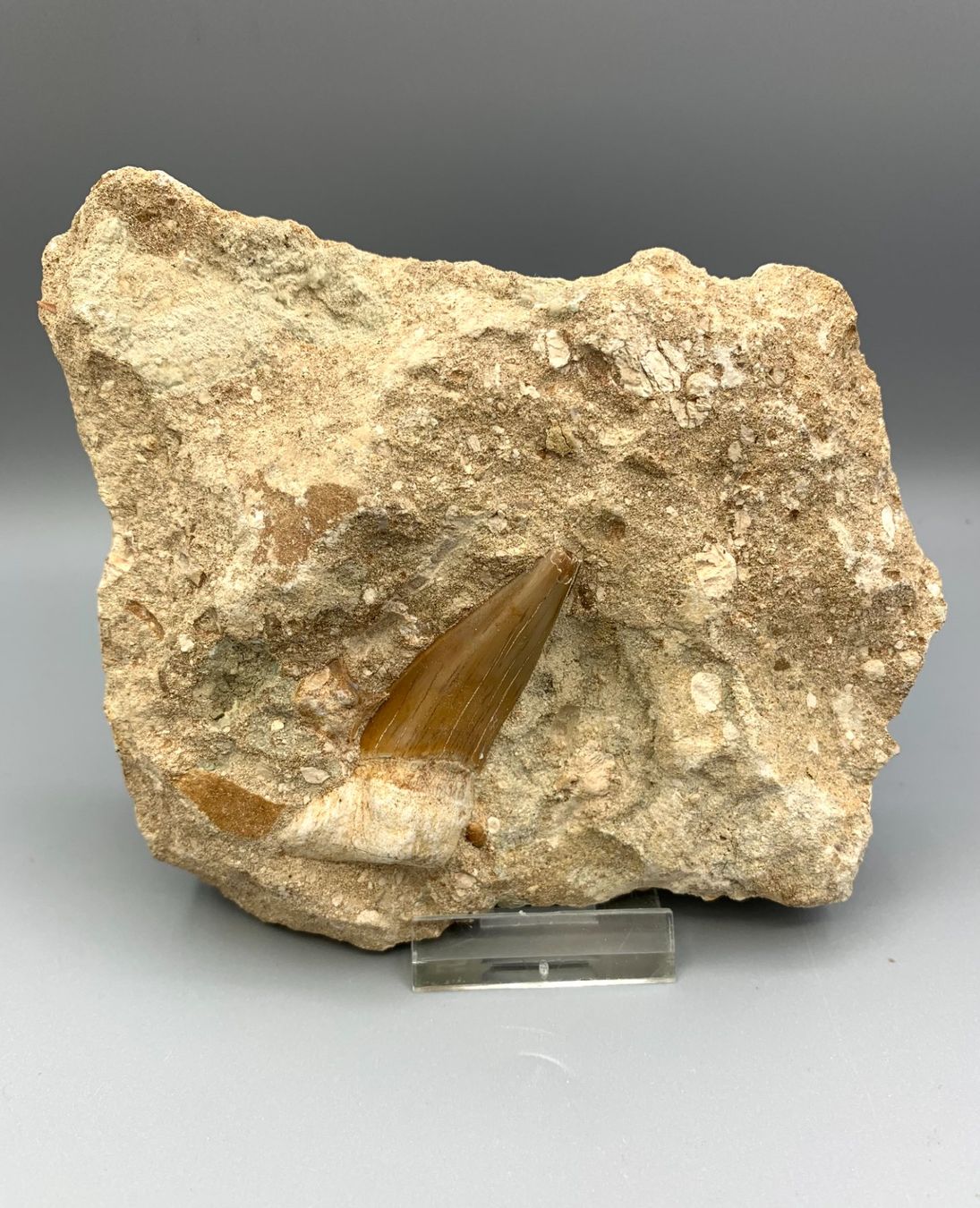 Fossili: Haifischzahn - Otodus obliquus - Original – Nuovo (secondo la descrizione) da Samstagern venduto da Spliti
