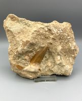 Haifischzahn - Otodus obliquus - Original