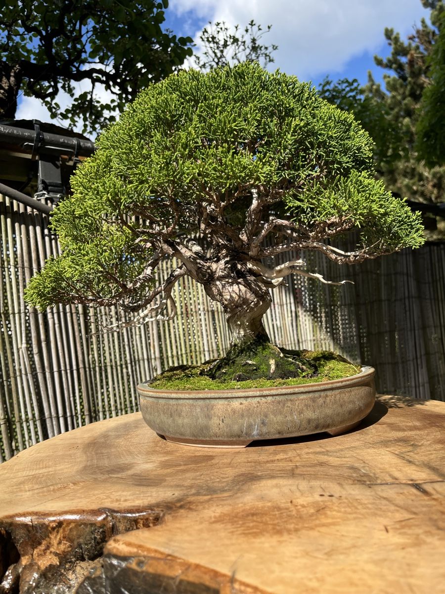 Piante & sementi: bonsai shoin, juniperus chinesis itoigawa – Usato da Lengnau BE venduto da Meij 3
