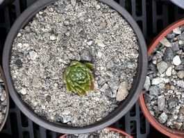 ￼Sempervivum (Winterhart)