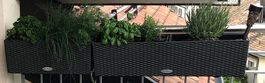 Jardinières Lechuza, gris anthracite, 50x19