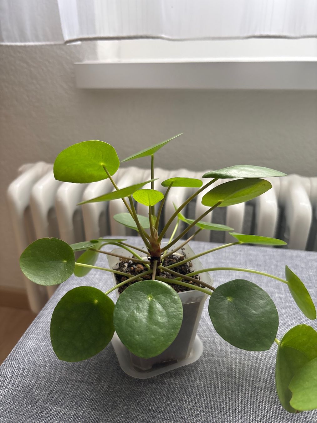 Piante & sementi: Zimmerpflanze Pilea Peperomioides – Nuovo (secondo la descrizione) da Lyss venduto da jba_s2my 2