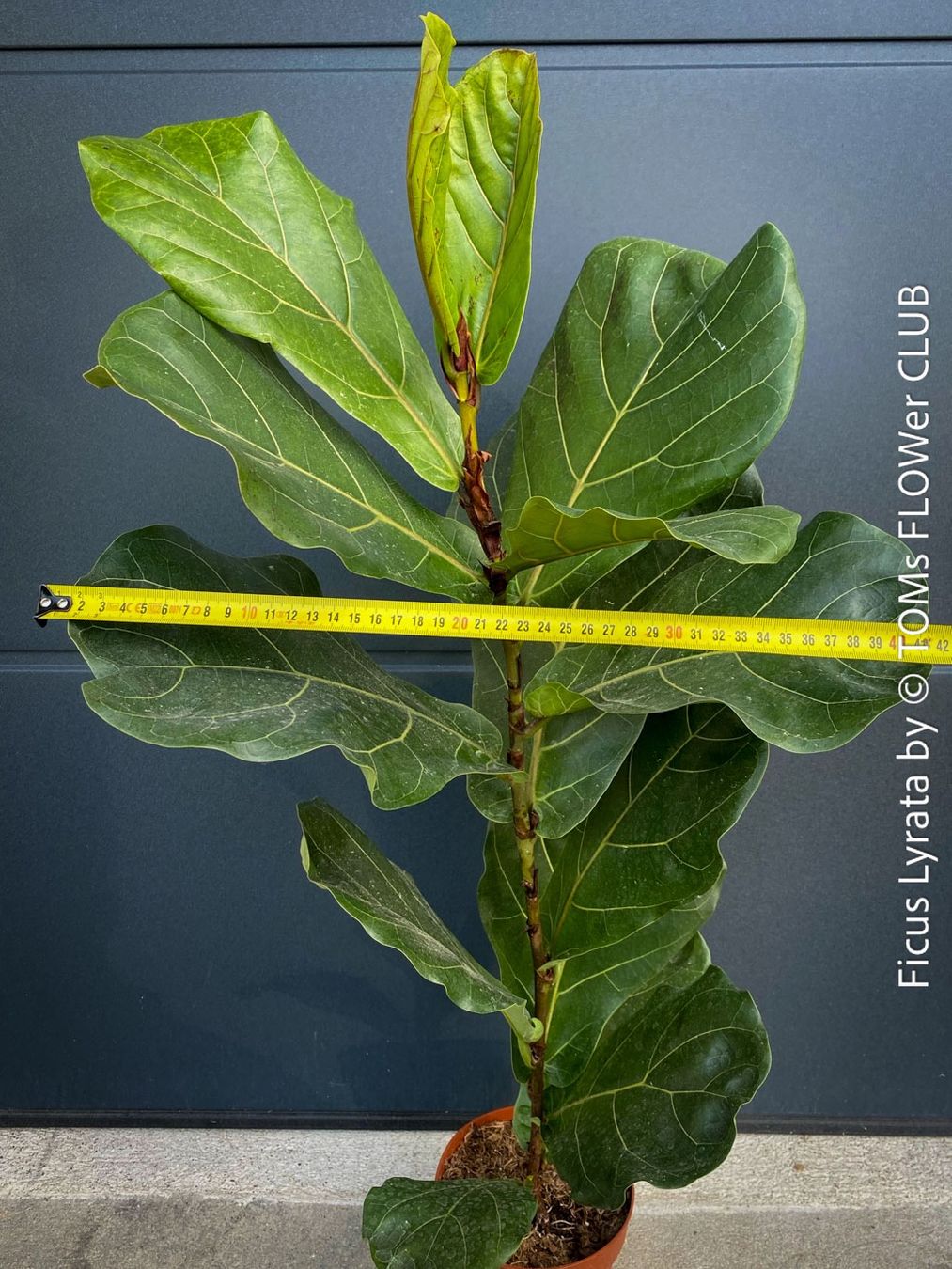 Pflanzen & Samen: Ficus Lyrata - schönes 100cm Bäumchen – Neu und originalverpackt aus Adliswil von astom369 1