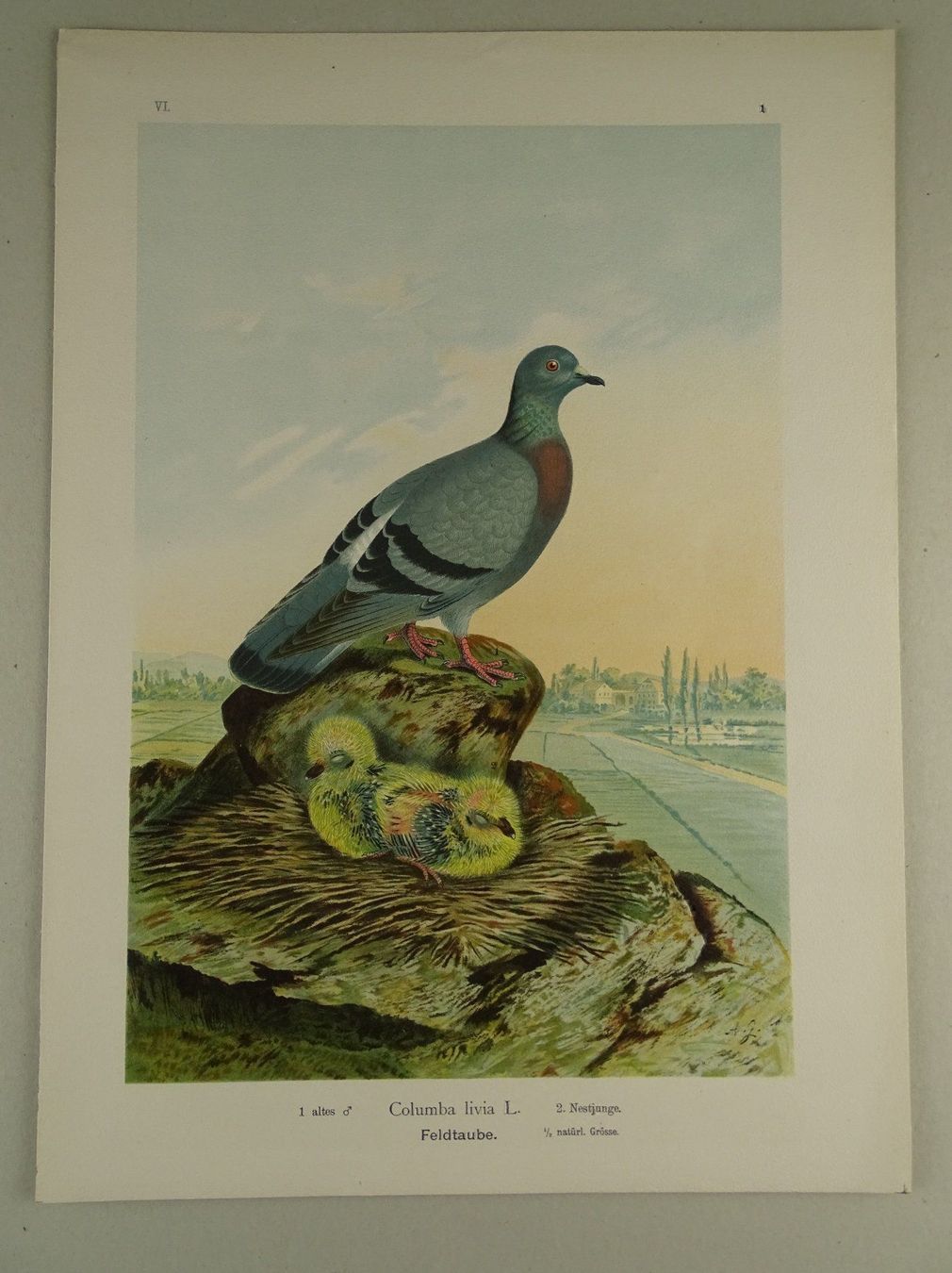 Grafica & Litografie: FELDTAUBE, CHROMOLITHOGRAPHIE UM 1900 – Usato da Grüningen venduto da Kartensammler 1