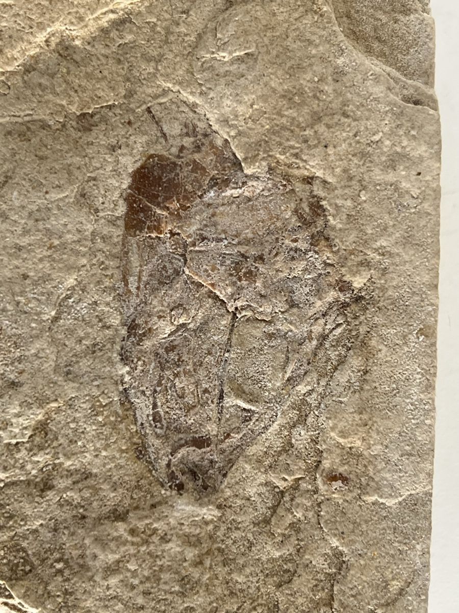 Fossiles: Fossil – D'occasion à Wetzikon ZH par seli03 4