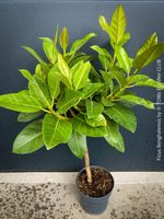 Ficus Benghalensis - 90x50cm Bäumchen für Dich