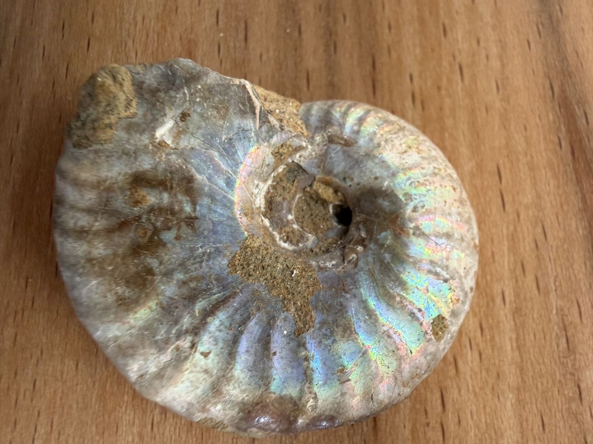 Fossilien: Ammonit mit Perlmuttschale – Gebraucht aus Grenchen von Bastet007 6