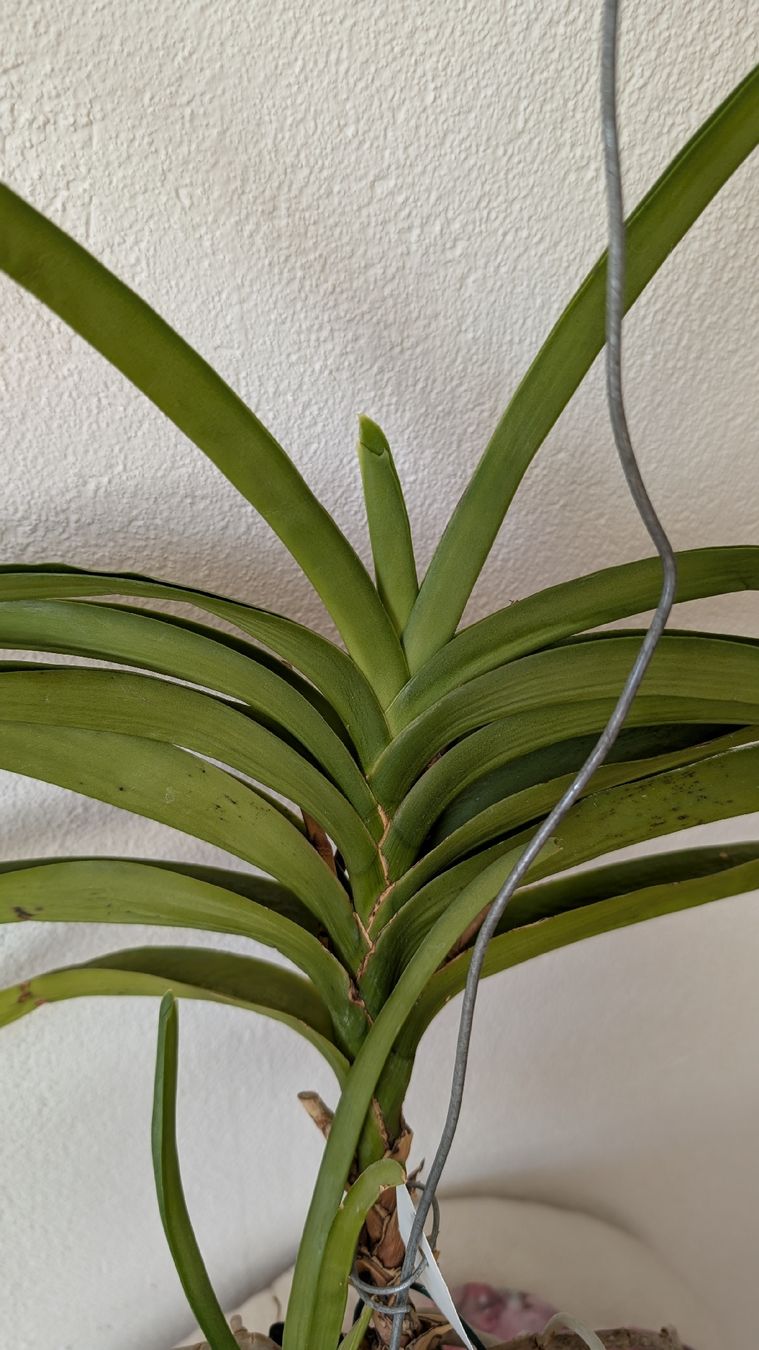 Plantes & graines: Vanda 'princess orange' Orchidee – D'occasion à Untervaz par Lyraia 3