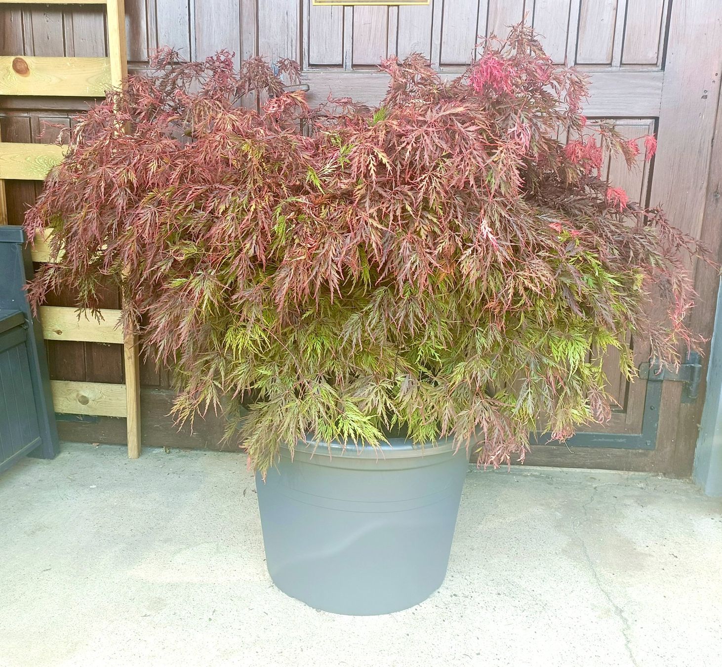 Piante & sementi: Acer palmatum 'Firecracker' PBR🔥 eine farbintensive Sorte🍁 – Usato da Sitterdorf venduto da imsis