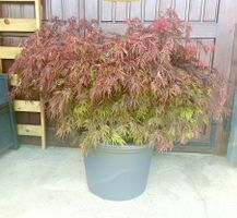 Acer palmatum 'Firecracker' PBR🔥 eine farbintensive Sorte🍁
