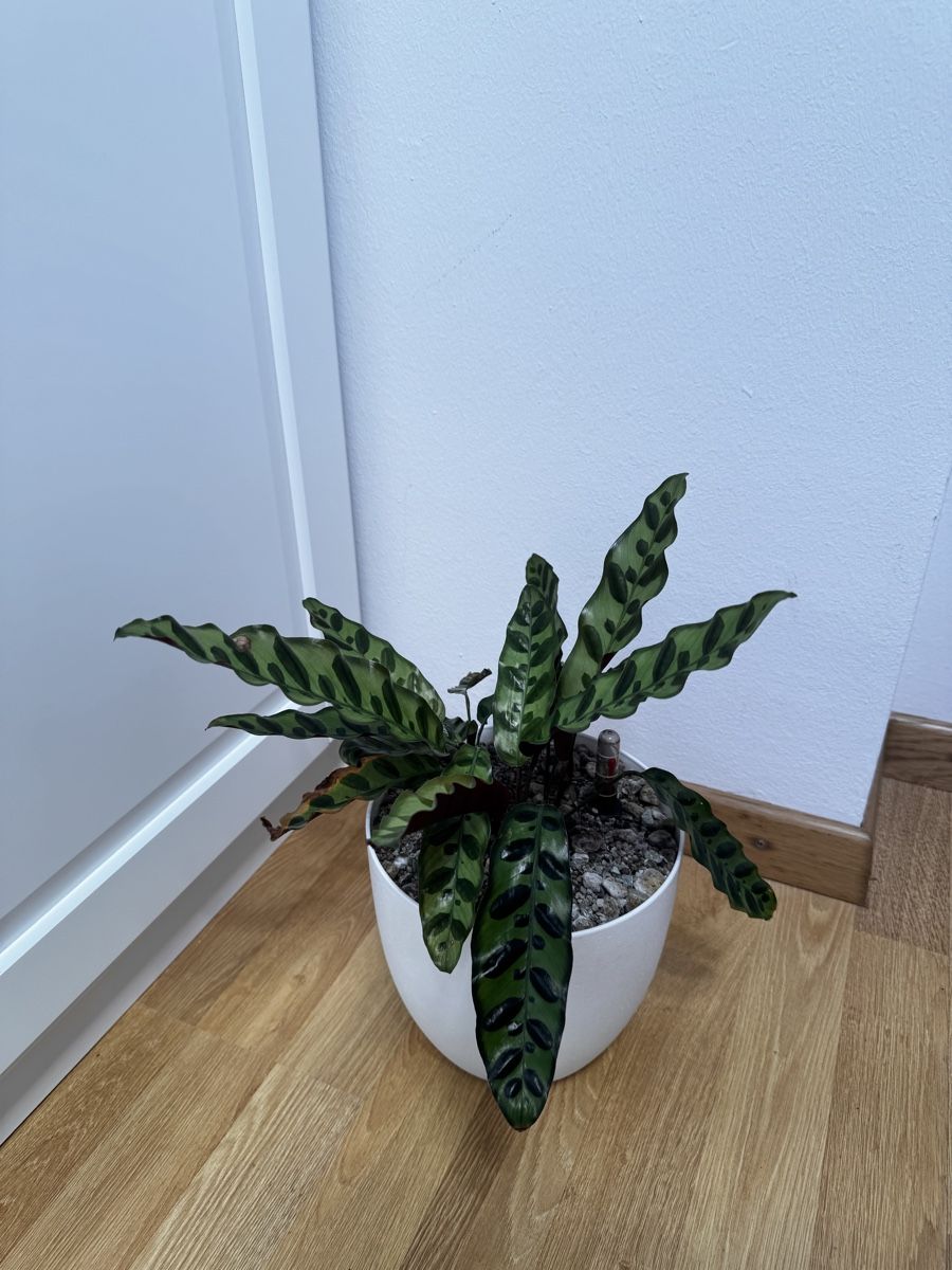 Piante & sementi: 🌱 Calathea lancifolia – Usato da Niederbuchsiten venduto da GreenGems 1