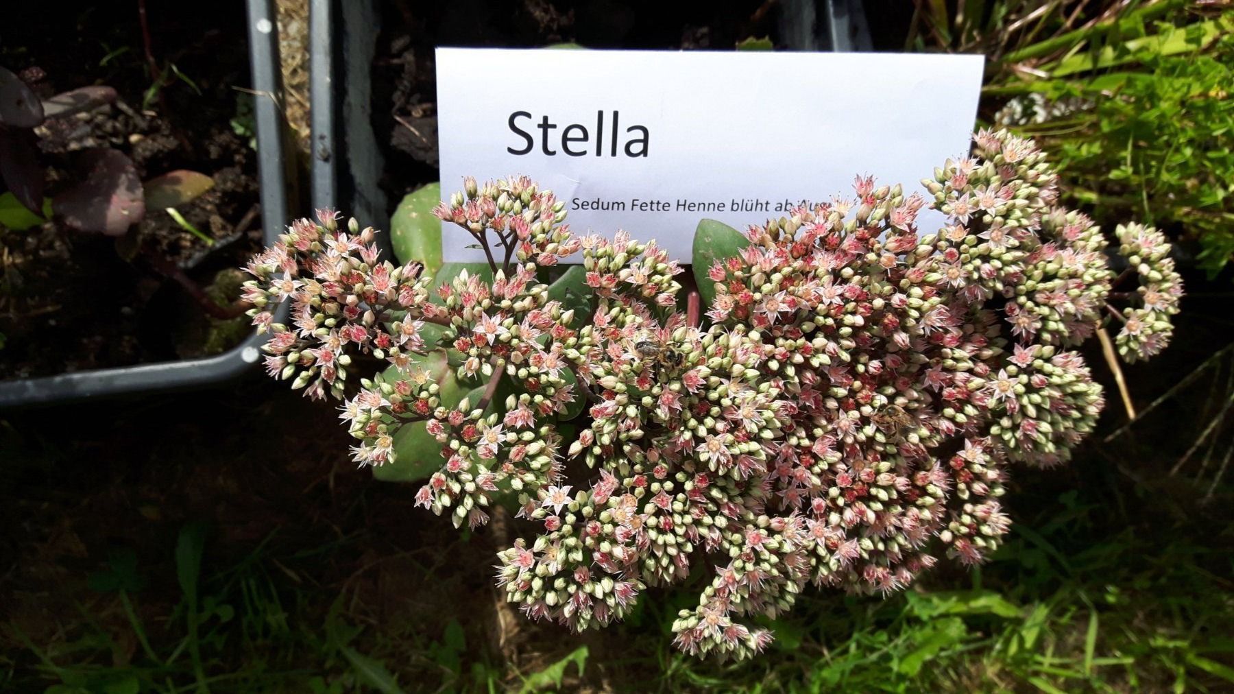 Pflanzen & Samen: 3er set fette henne SEDUM – Gebraucht aus Ibach von chaemilochhobbygarte 5