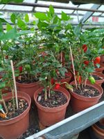 Mini Paprika