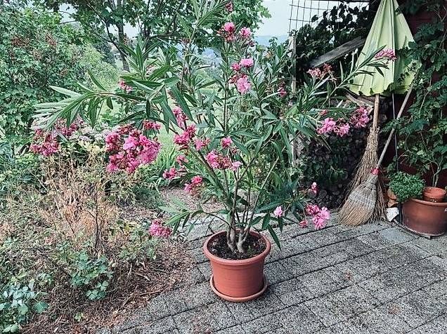 Plantes & graines:  Oleander mit feinem Vanilleduft!  – D'occasion à Wattenwil par topcash4you 2