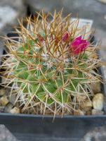 Kakteen, Pflanzen, Mammillaria