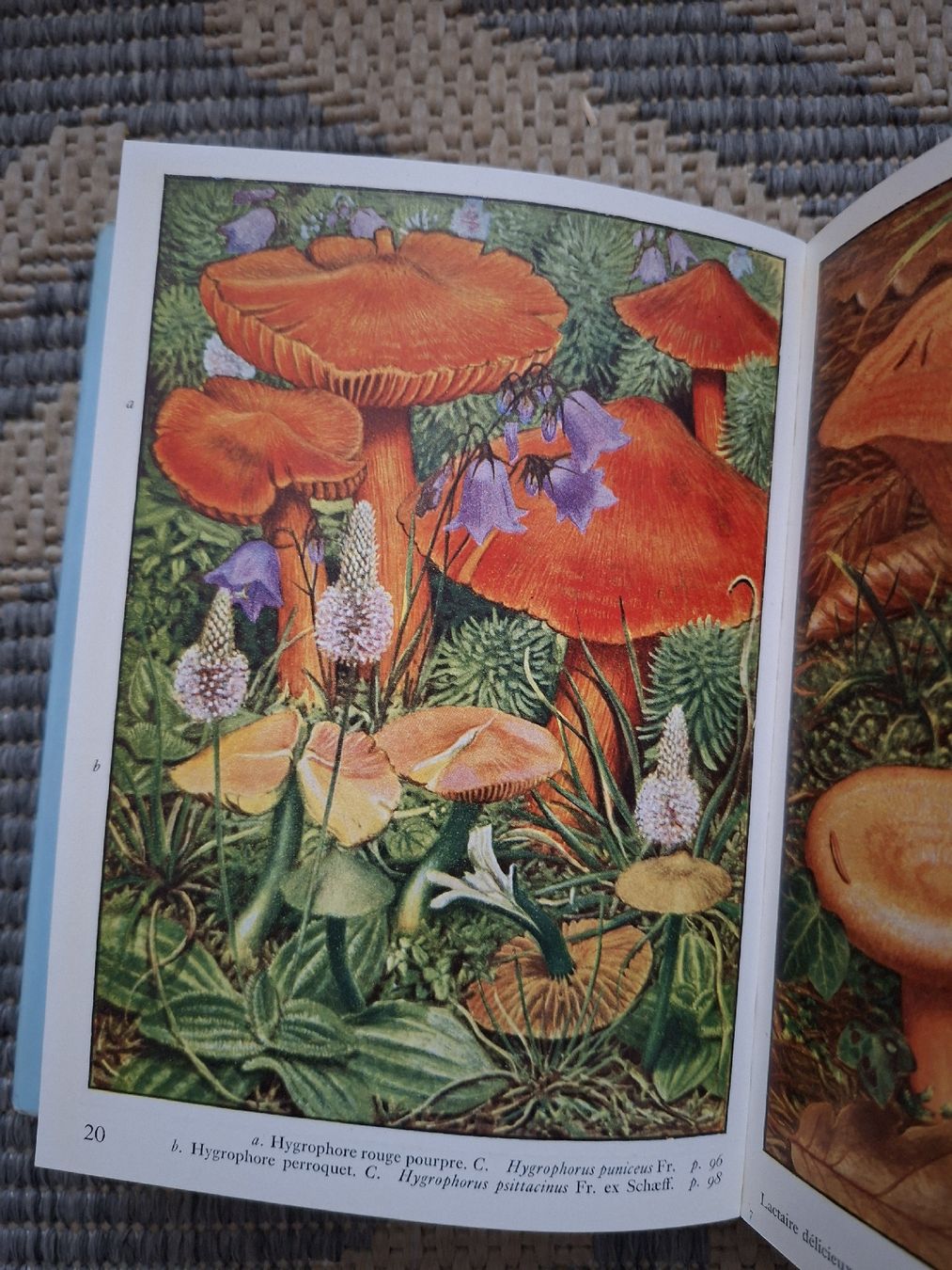 Libri: Livre Les Champignons dans la Nature J. Jaccotet  – Usato da Lausanne venduto da bagadou 4