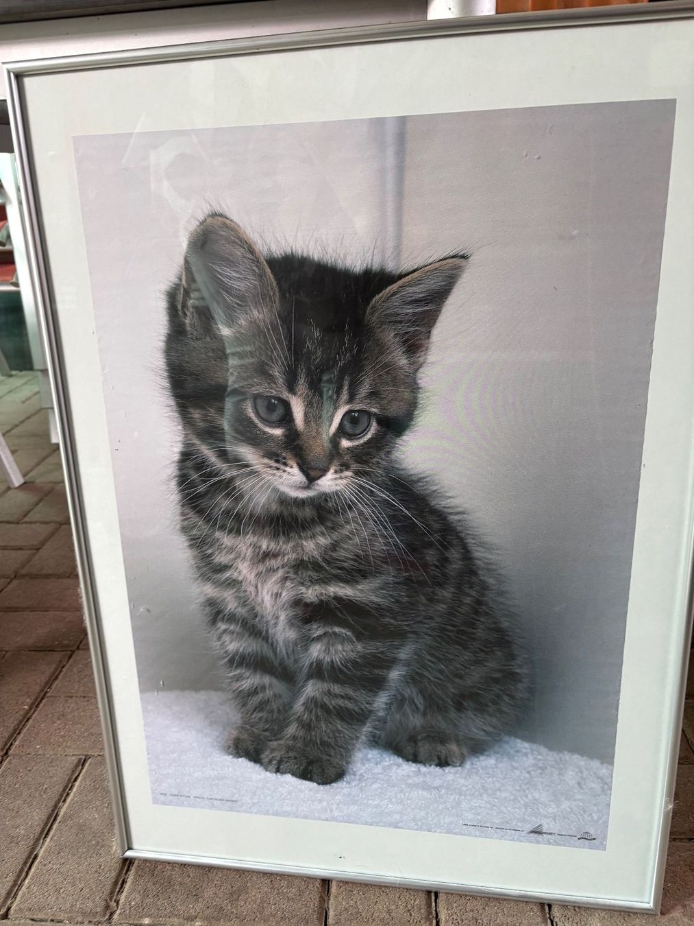 Foto & Immagini: Katzenposter eingerahmt - 50 x 70 cm gross – Usato da Lausen venduto da Zotty1