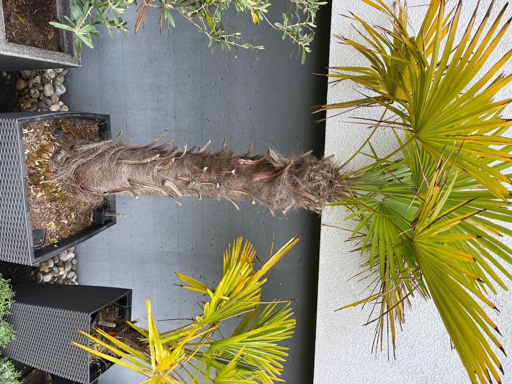 Palme mit Topf über 2m hoch Kaufen auf Ricardo