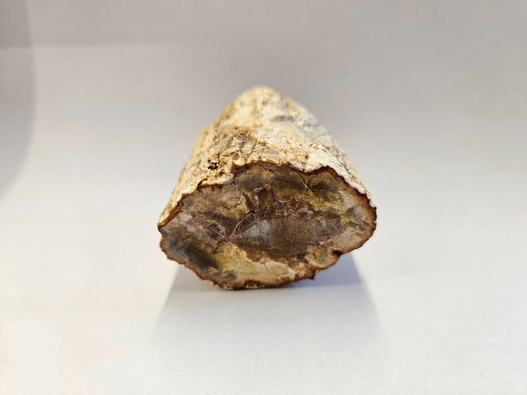 Fossili: Holz - Holzstämmchen versteinert - Madagskar – Usato da Heiden venduto da mats10 7