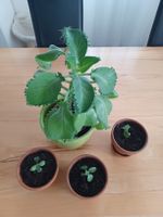 Kalanchoe Brutblatt Set mit Mutterpflanze und Ablegern
