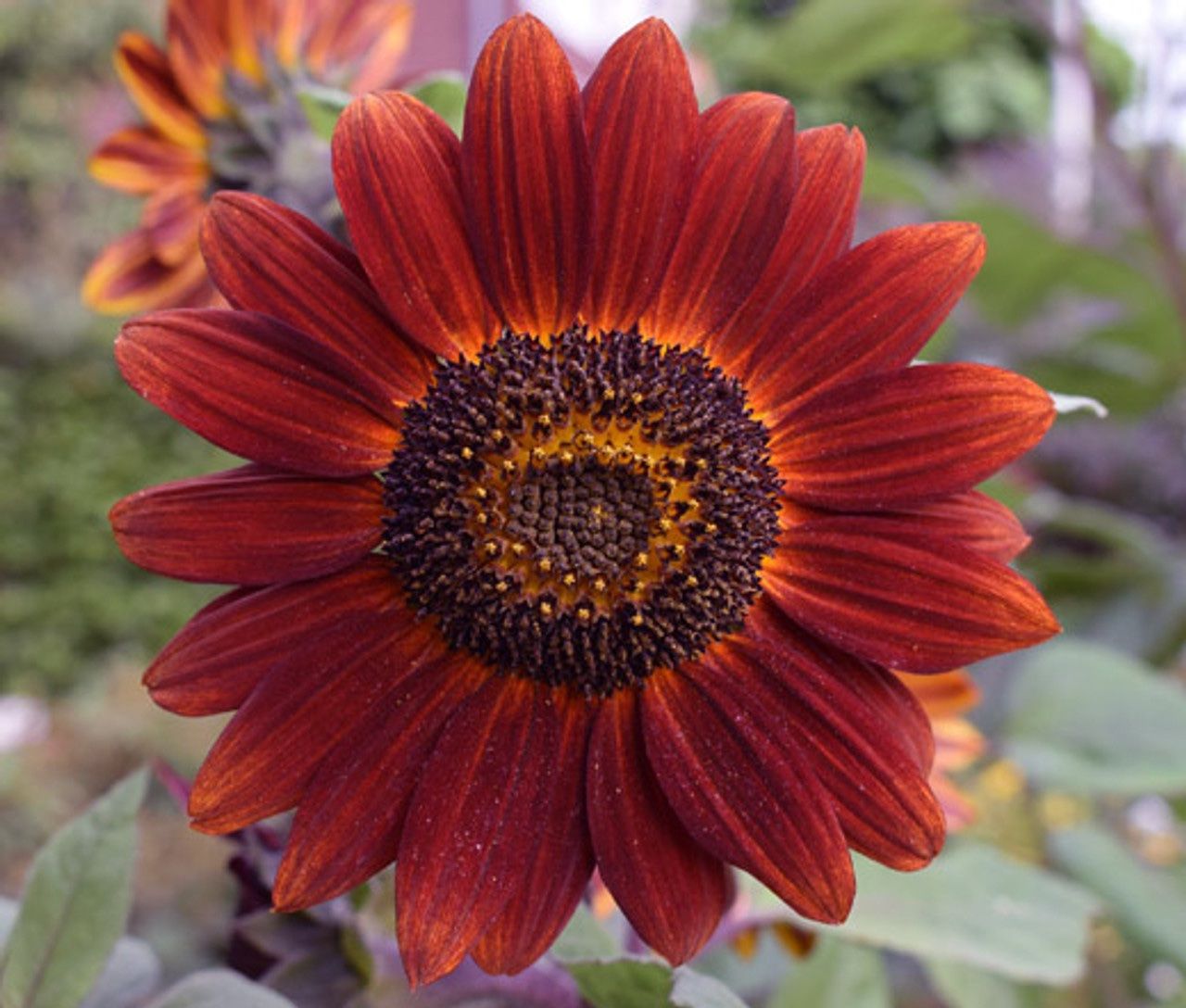 Piante & sementi: 30 Samen Sonnenblume VELVET QUEEN – Nuovo (secondo la descrizione) da Ehrendingen venduto da VerveinaSamen