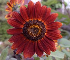 30 Samen Sonnenblume VELVET QUEEN