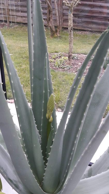 Aloe Vera Barbadensis Miller Pflanze 40 cm hoch mit Topf Kaufen auf