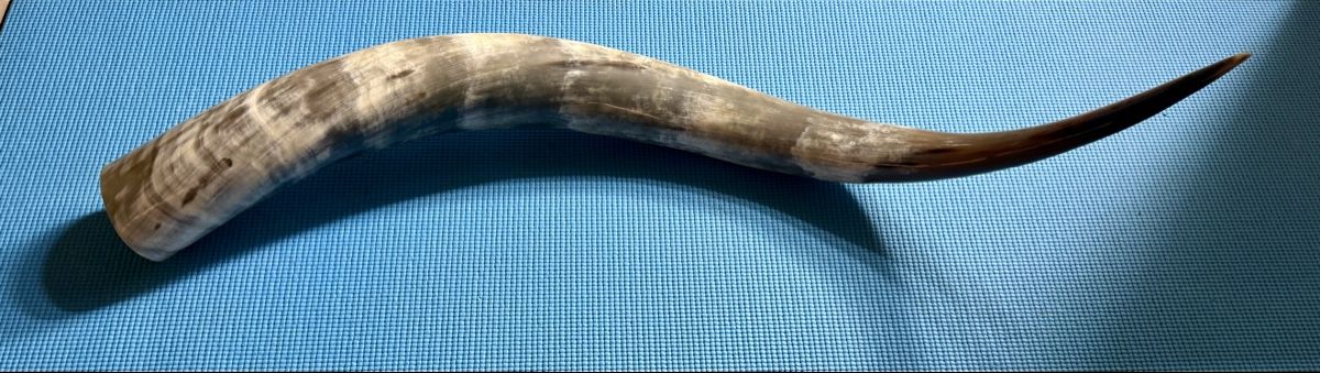Welt der Tiere: Horn – Neu (gemäss Beschreibung) aus St. Gallenkappel von raf_97dz 1