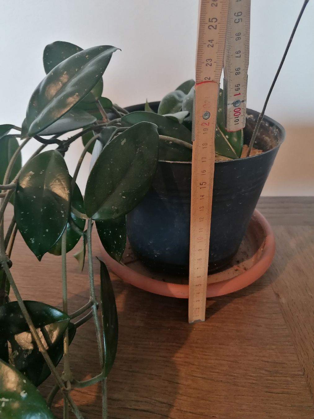 Piante & sementi: Hoya Carnosa +100 cm – Usato da Le Mont-Pèlerin venduto da dundun1 4