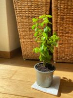 Elefantenbaum - Portulacaria afra (Jadebaum, Speckbaum)