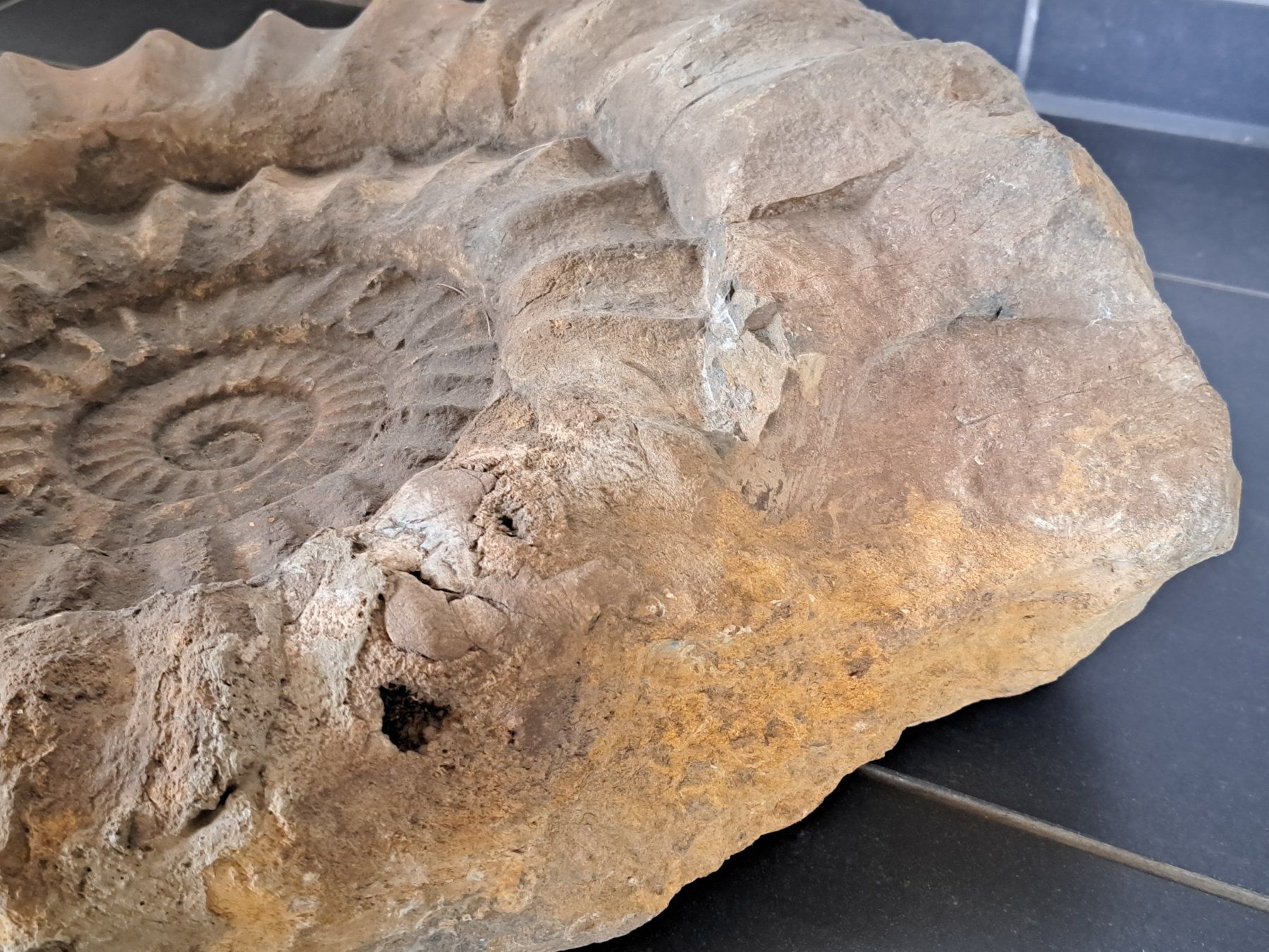 Fossili: Riesiger Ammonit - 28.9 kg – Usato da Wichtrach venduto da LuckyLuke69 6