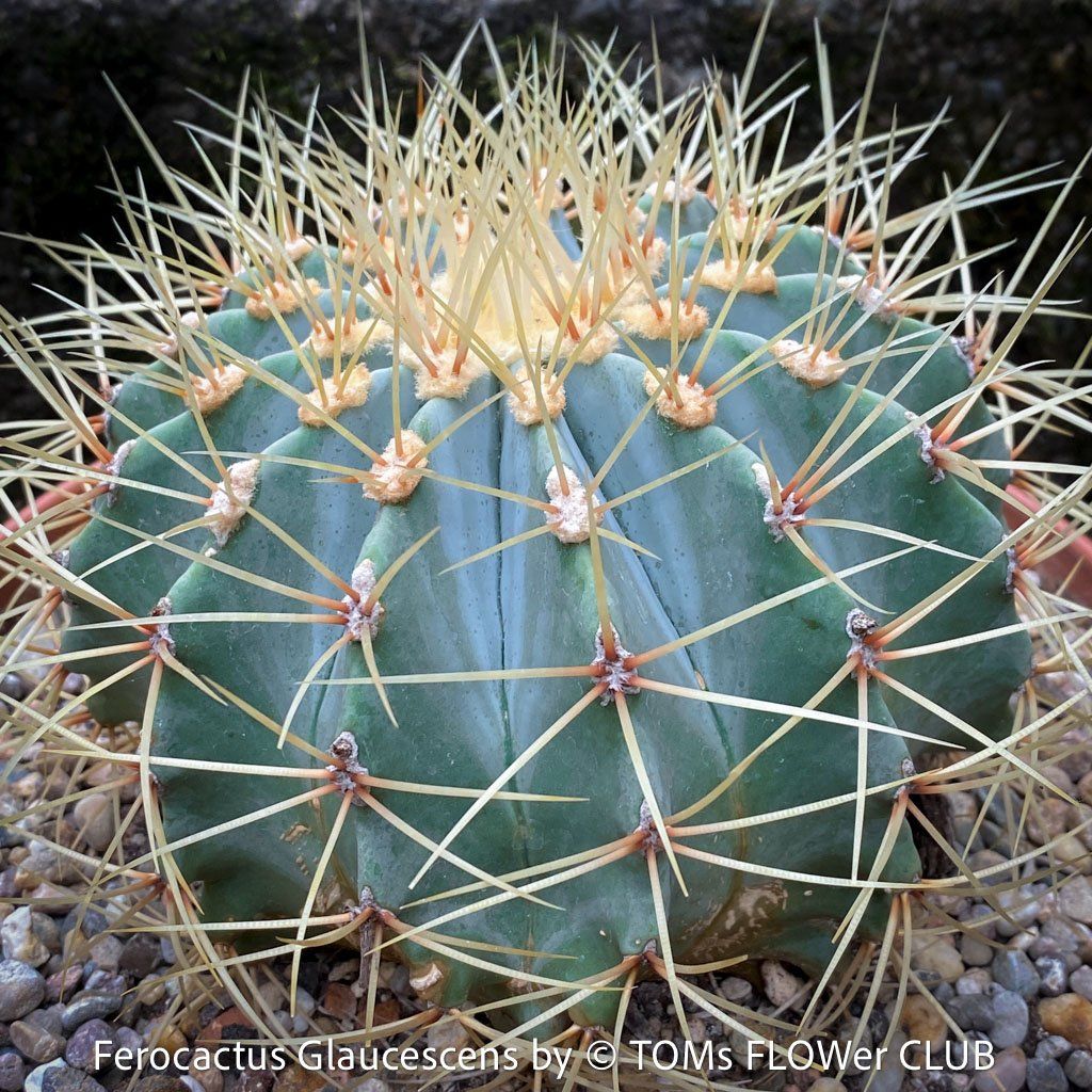Piante & sementi: Ferocactus Glaucescens - "Blue Barrel Cactus" - einzigartig – Nuovo e nell'imballaggio originale da Adliswil venduto da astom369