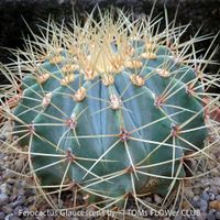Ferocactus Glaucescens - "Blue Barrel Cactus" - einzigartig