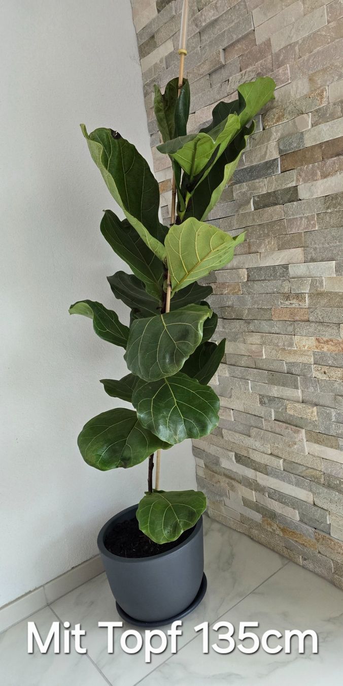 Piante & sementi: Geigenfeige (Ficus lyrata – Usato da Aarburg venduto da Glitzerschein 2