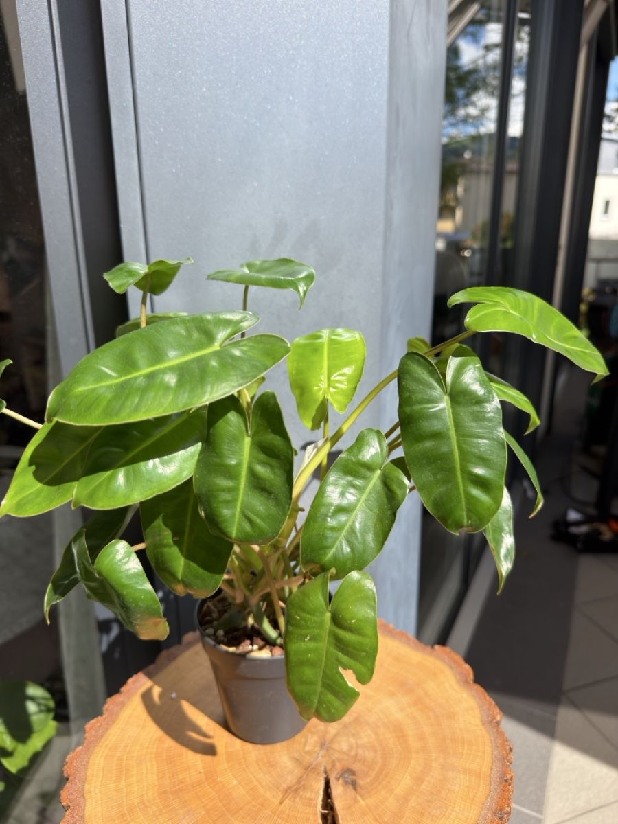 Piante & sementi: Philodendron Burle Marx  – Nuovo (secondo la descrizione) da Buchrain venduto da Stetoscop